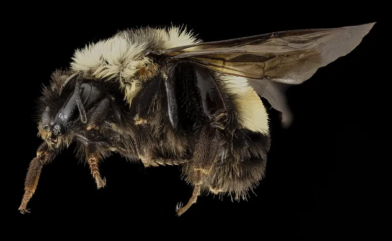 A rusty patched bumble bee worker on a flower, with a rusty patch on its back
