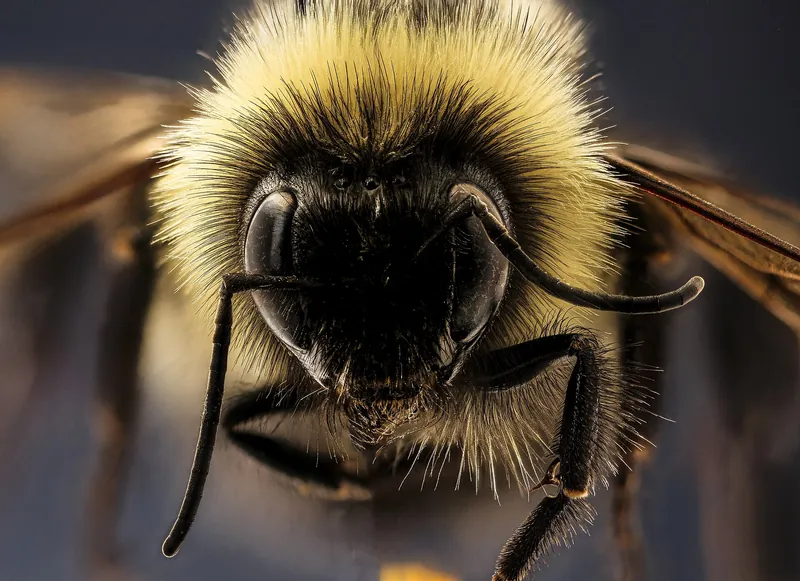 Close-up of the face of a rusty patched bumble bee