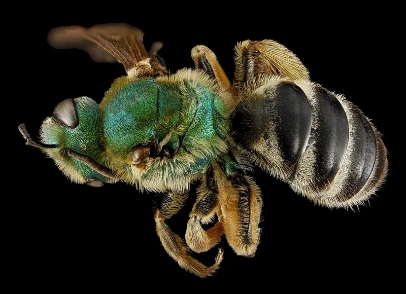 A metallic green sweat bee seen from above