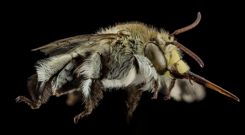 Blue-banded bees (Amegilla)