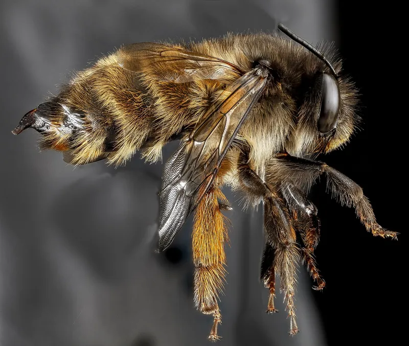 Hairy-footed flower bee (Anthophora plumipes)