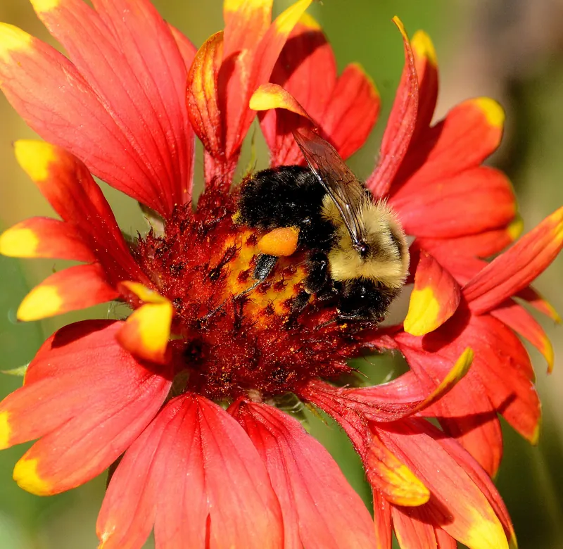 A bumblebee feeding on a red and yellow blanket flower