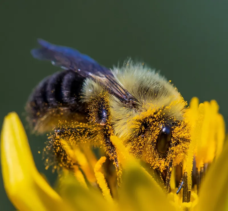 A bumblebee dusted all over with yellow pollen on a flower