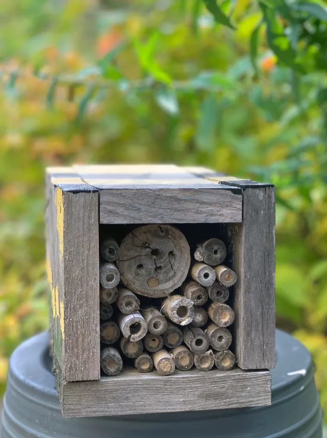 A wooden bee hotel with drilled holes and hollow stems mounted outdoors
