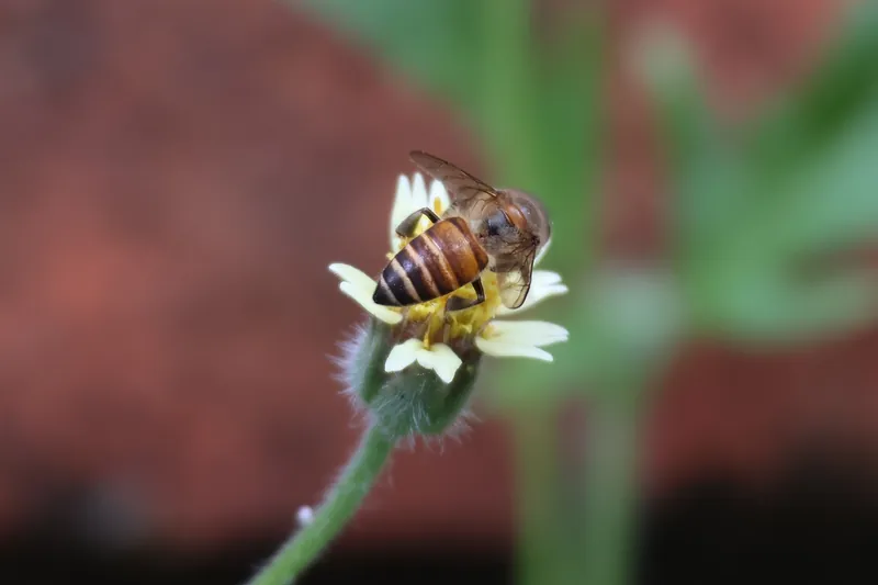 Eastern honey bee (Apis cerana)