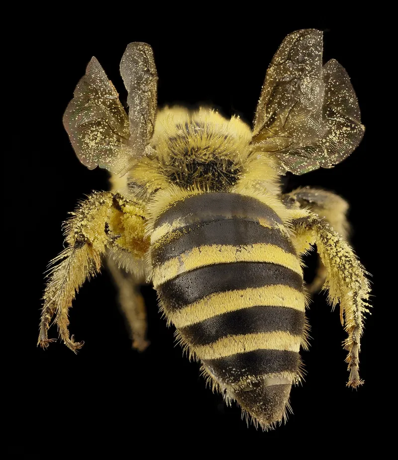 Ivy bee (Colletes hederae)