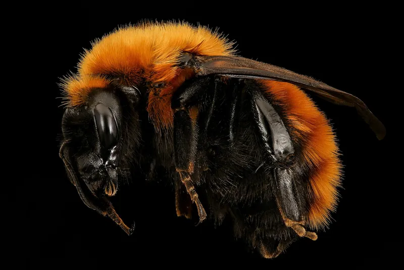 A huge orange-furred Patagonian giant bumblebee on a flower