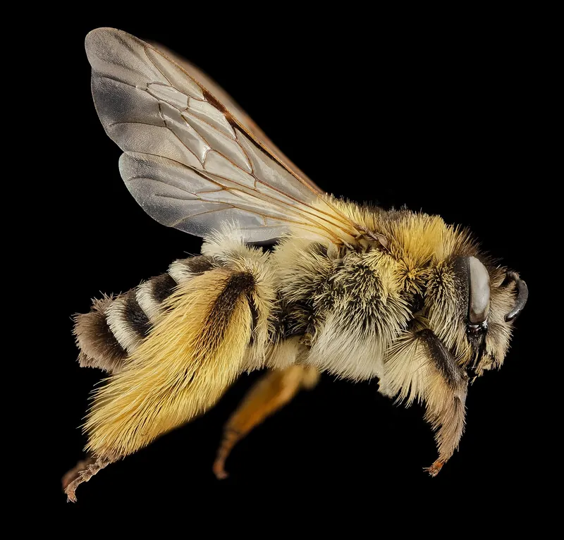 Pantaloon bee (Dasypoda hirtipes)