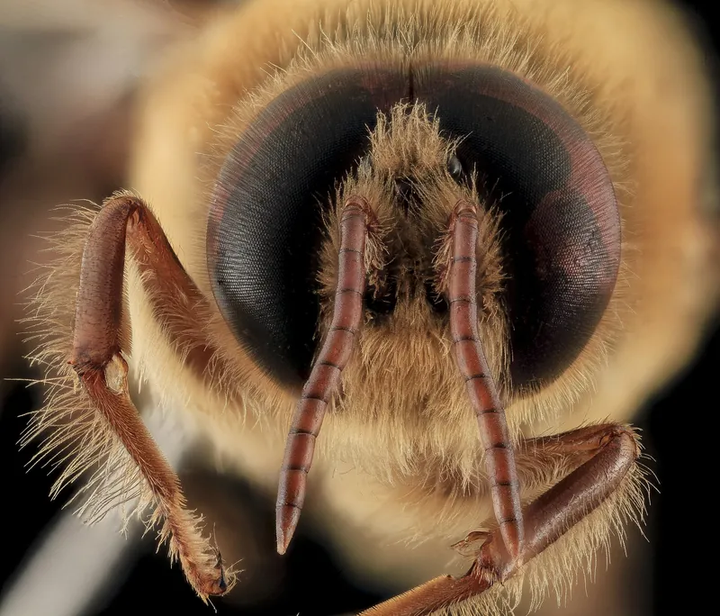 Face of a male honey bee (drone) with enormous eyes meeting at the top of the head