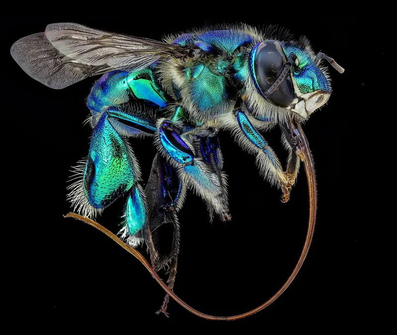 Imperial orchid bee (Euglossa imperialis)