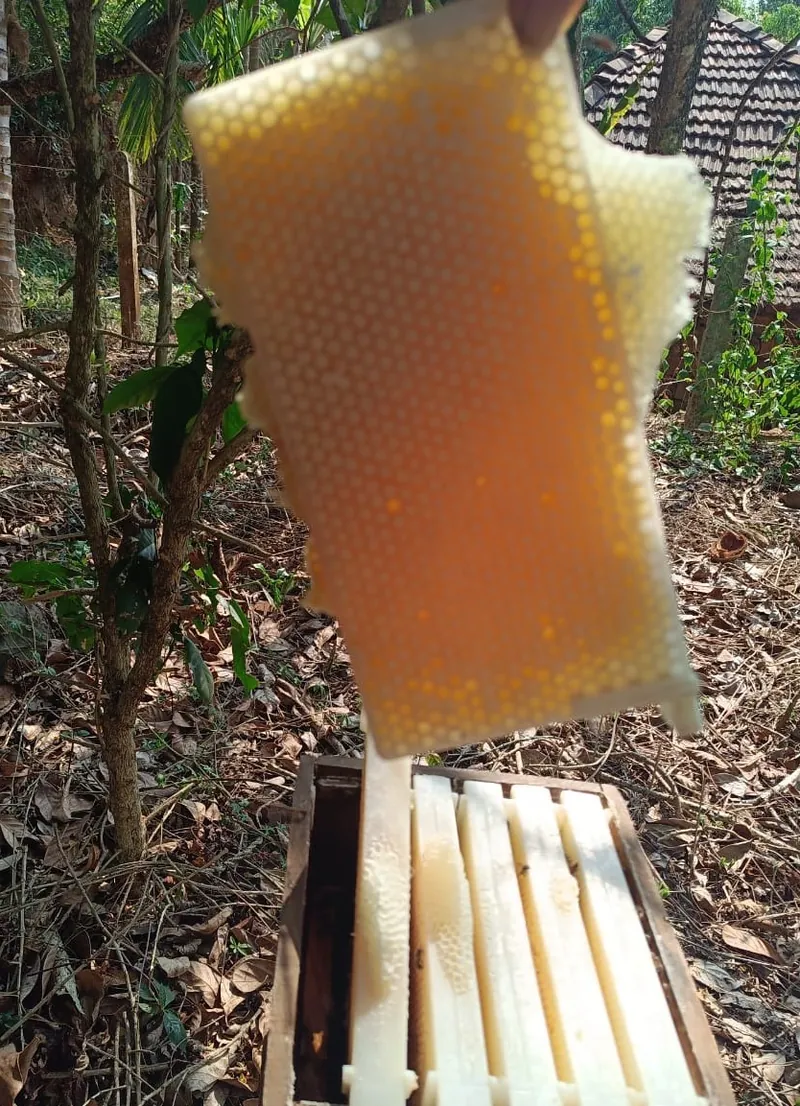 A beehive frame filled with capped honey comb
