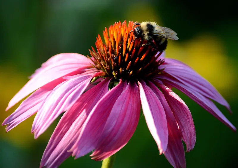 A fuzzy bumblebee feeding on a purple coneflower