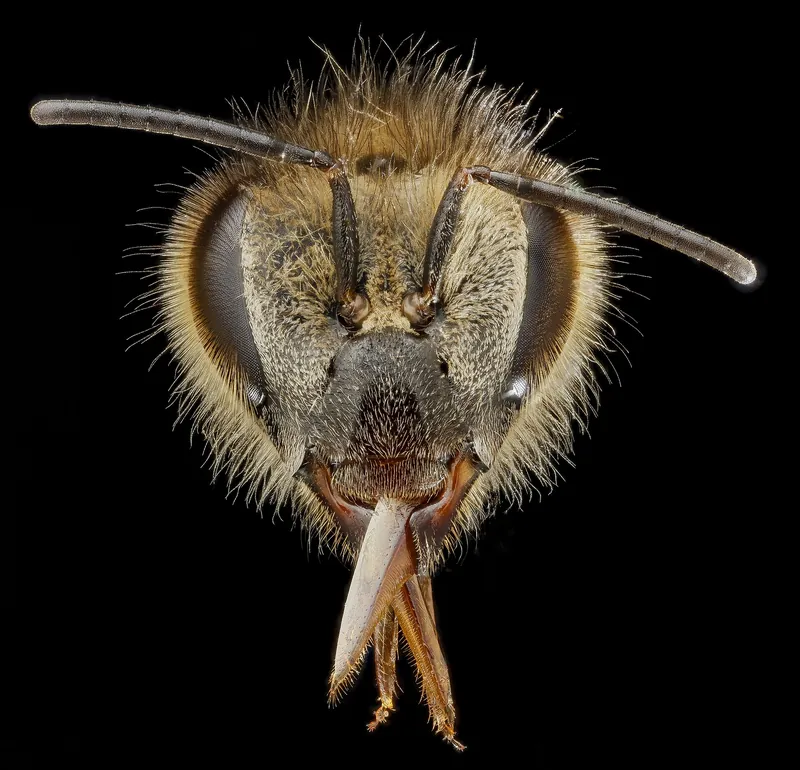 Close-up of a honey bee’s face, showing hairy compound eyes and antennae