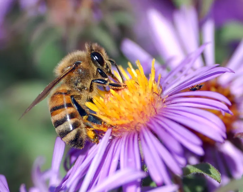 A western honey bee feeding on a white aster flower