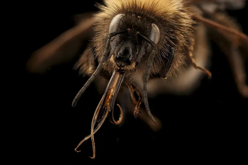 Garden bumblebee (Bombus hortorum)