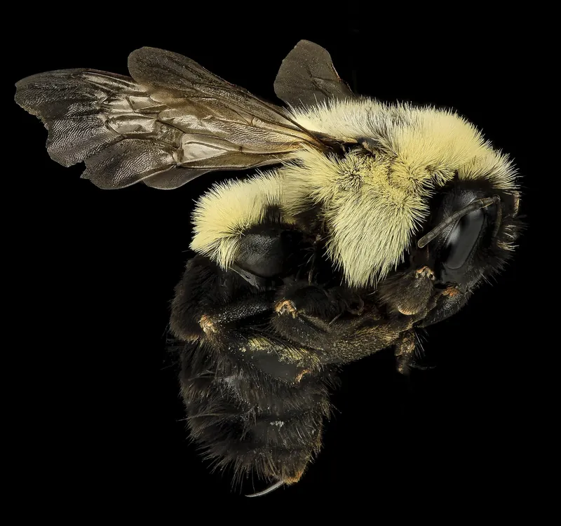 A common eastern bumble bee queen photographed on a white background