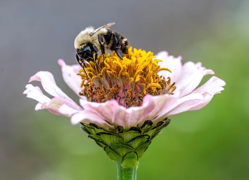 A common eastern bumble bee on a pink zinnia flower