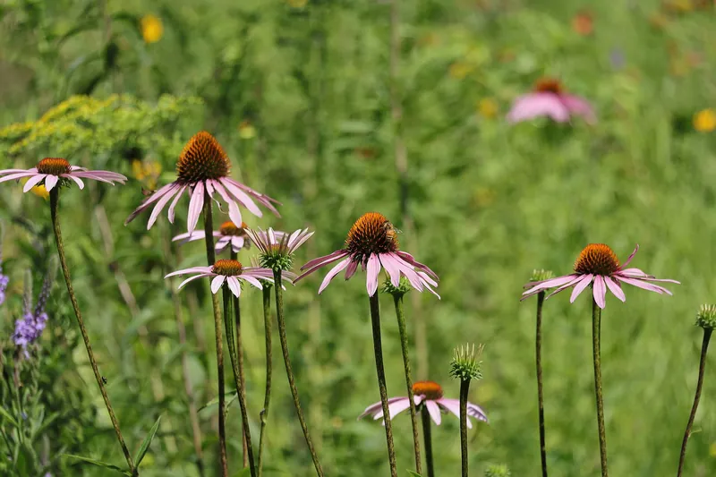 A honey bee on purple coneflowers in a wildflower meadow