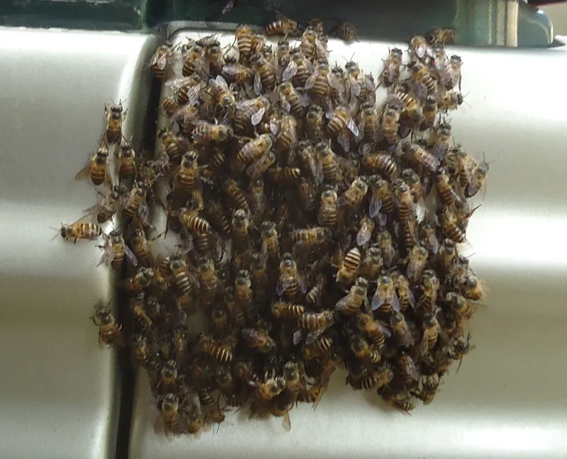 Black-banded honey bee (Apis nigrocincta)