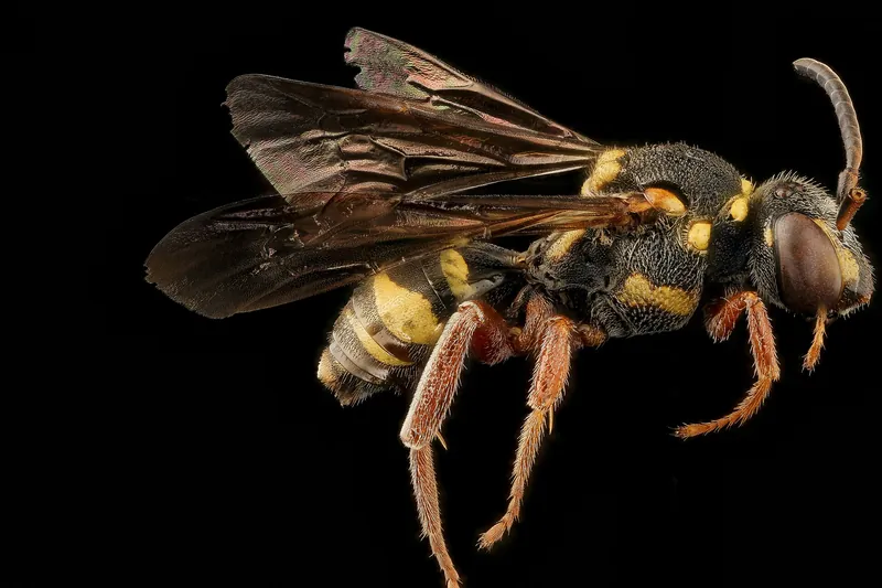 A slim, wasp-like red and black nomad bee