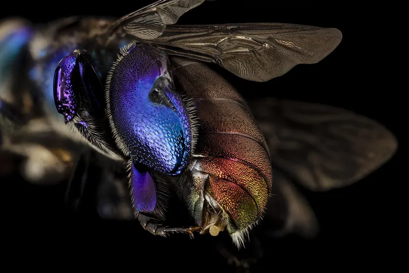 A shiny metallic purple orchid bee from Guyana