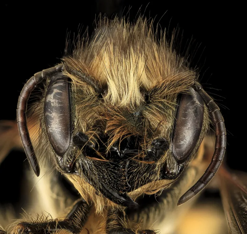 Horned-face bee (Osmia cornifrons)