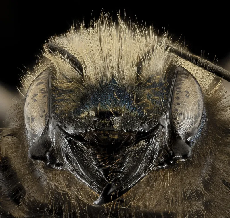 A blue orchard bee, a metallic blue-black mason bee, seen close up