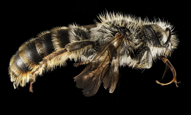 A metallic-looking solitary mason bee photographed close up against white
