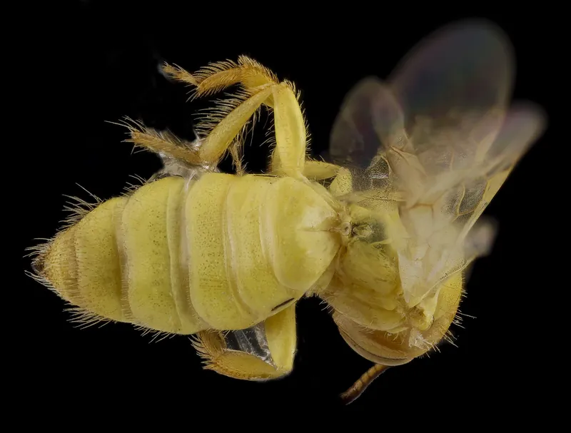 Least fairy bee (Perdita minima)