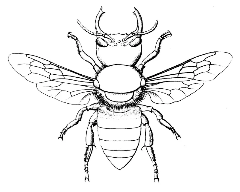 A historic scientific drawing of Wallace’s giant bee, a large black bee with huge jaws