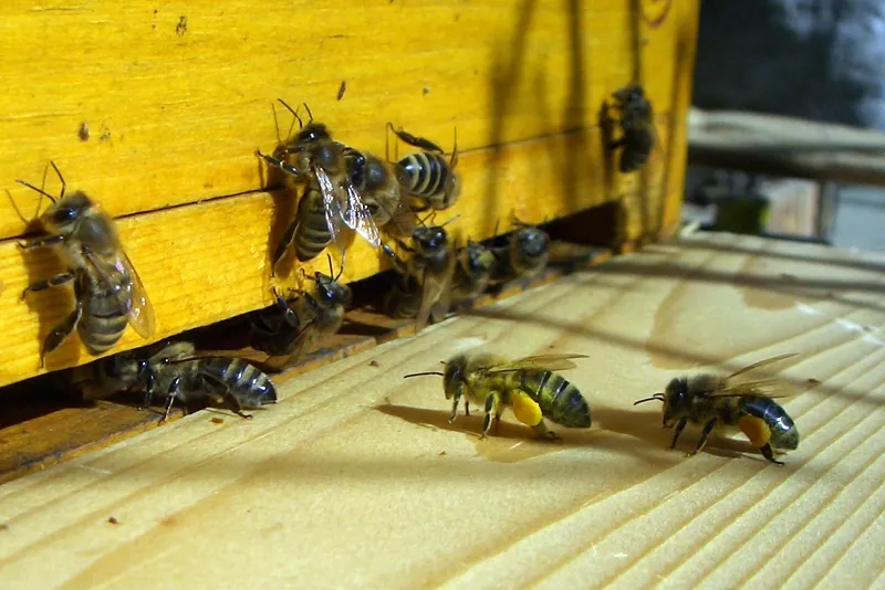 Honey bees landing at a hive entrance with orange pollen on their legs