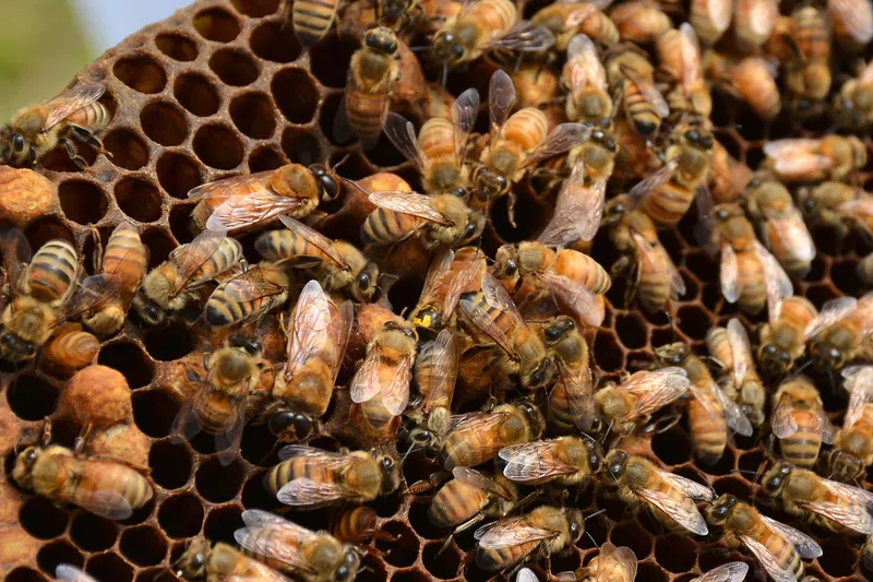 A frame of honey bees with the queen marked with a yellow dot