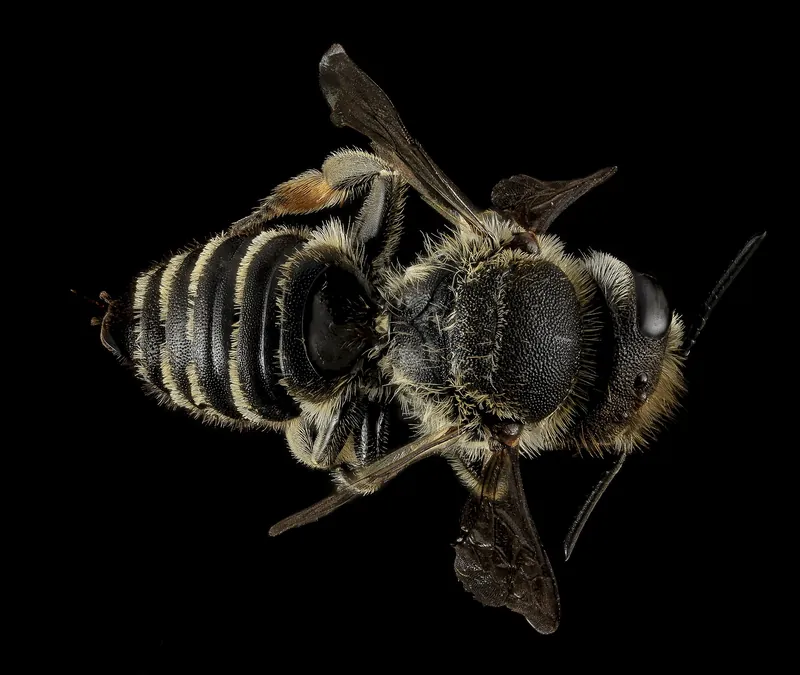 An alfalfa leafcutter bee, a small dark bee with pale hair bands
