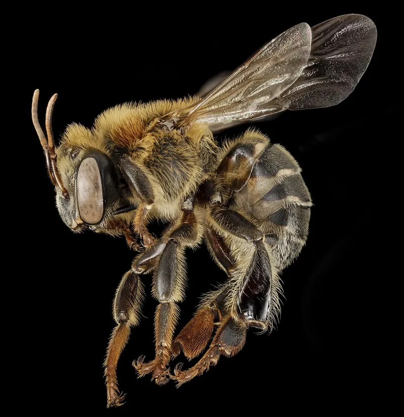 Melipona stingless bees (Melipona)