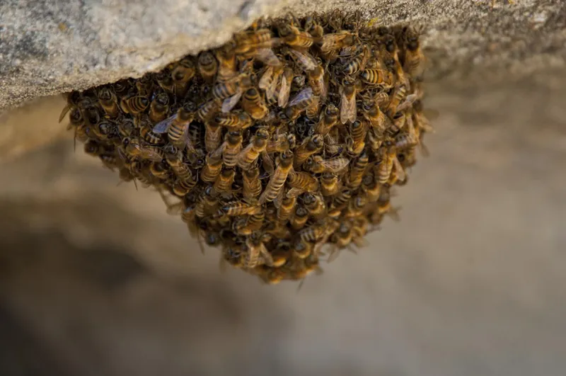 A swarm of honey bees clustered on a tree branch