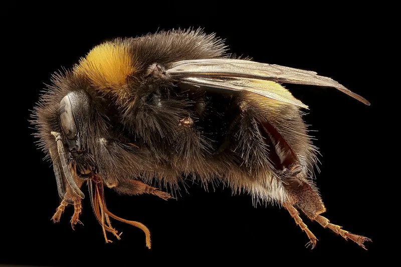 A buff-tailed bumblebee photographed from the side, showing its yellow bands and pale tail