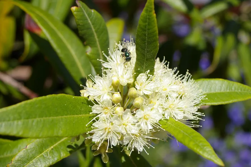 Sugarbag bee (Tetragonula carbonaria)
