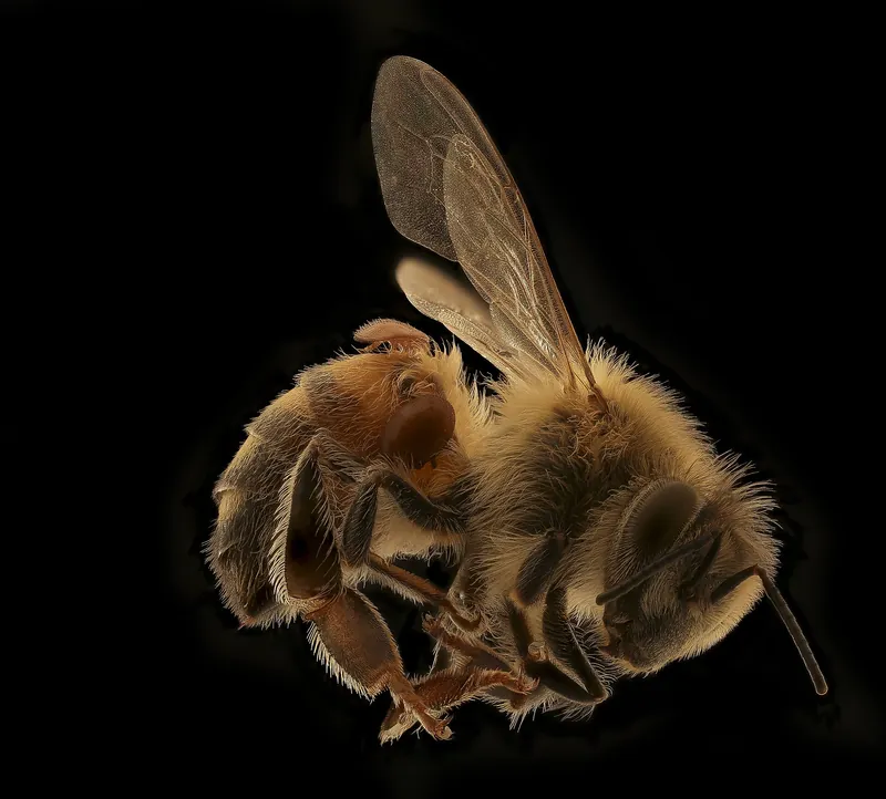 Close-up of a honey bee with two reddish varroa mites on its body