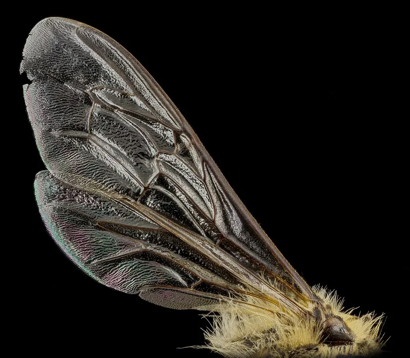 A single honey bee wing on a white background, showing its veins