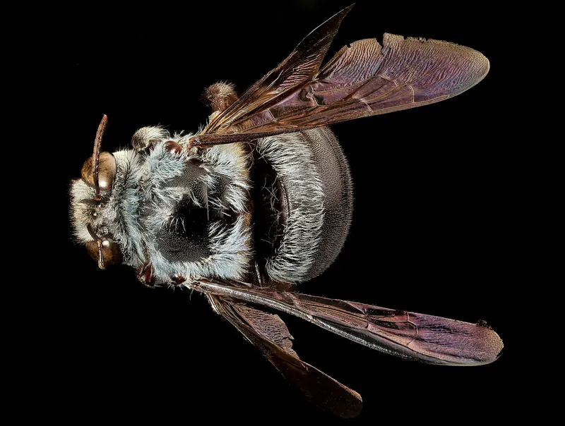 A blue carpenter bee covered in bright blue hair