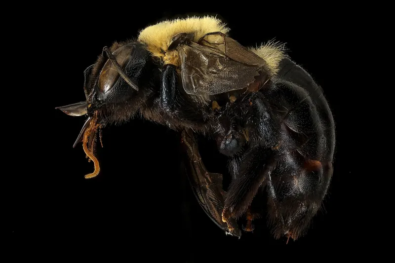 Eastern carpenter bee (Xylocopa virginica)